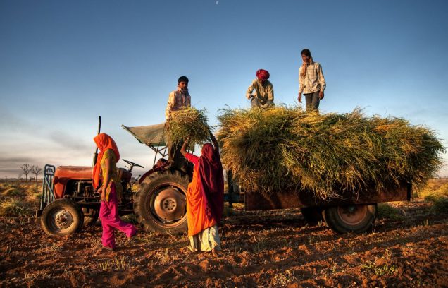 indische Familie bei der Ernte